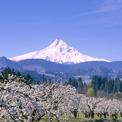 Beautiful Mt. Hood in the Springtime.